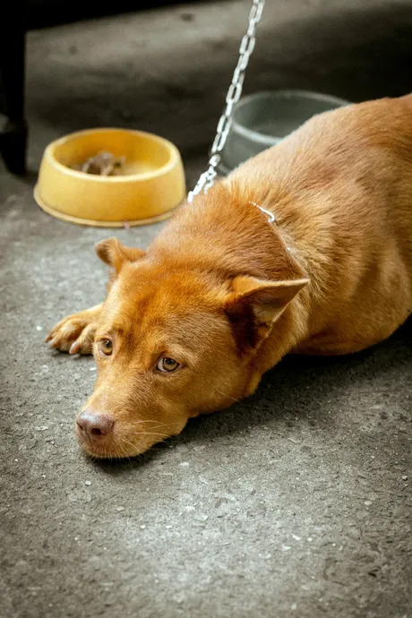 Сумна собака, яка не їсть корм і втратила апетит.