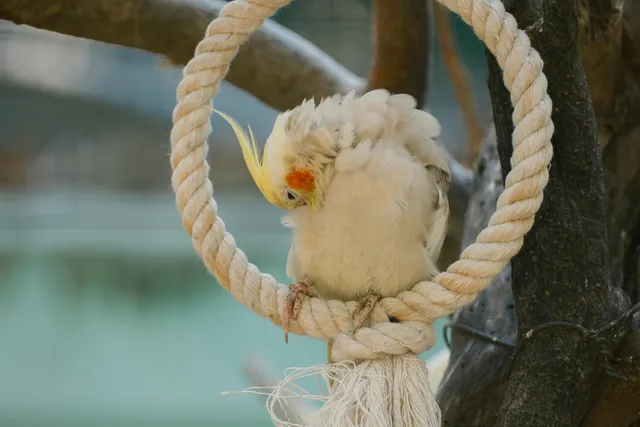 Іграшки для папуг у клітці