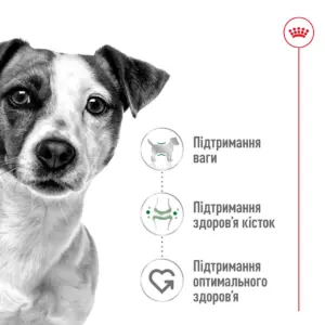 Собака та переваги корму Royal Canin Mini Adult – підтримання ваги, кісток і здоров’я