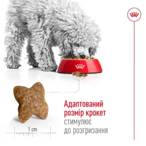 Собака їсть Royal Canin Mini Adult – адаптований розмір крокет