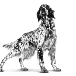 Чорнобіле зображення собаки з плямами, що стоїть у профіль