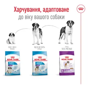 Інфографіка про харчування собак різного віку з продуктами Royal Canin.