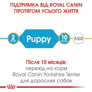 Інформаційний плакат про харчування собак породи йоркширський тер'єр від Royal Canin.