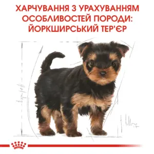 Ілюстрація йоркширського тер'єра з інформацією про харчування для цієї породи.