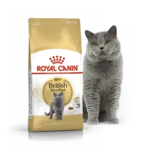 Кіт породи британський короткошерстий стоїть поруч з пакетом корму Royal Canin.