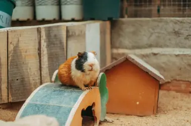 Догляд за морськими свинками вдома