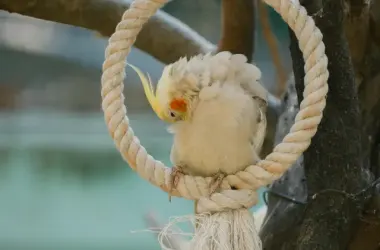 Іграшки для папуг у клітці