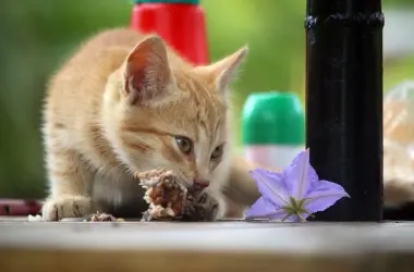 Натуральне харчування для кота — приклад щоденного раціону