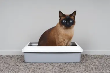 Кіт у лотку, як привчити кота до туалету